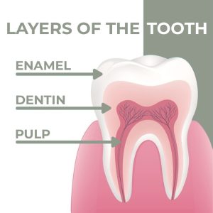 The layers of the tooth enamel dentin and pulp
